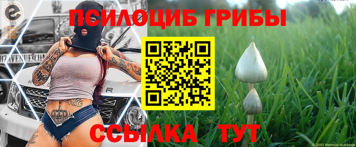 Псилоцибиновые грибы Cubensis Нерюнгри